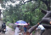 व्हाट्सअप पर मिली सूचना का डीएम ने लिया तत्काल संज्ञान रास्ते पर गिरे पेड़ को तत्काल हटवाया गया