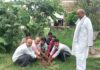 सरस्वती शिशु मंदिर में वृक्षारोपण कार्यक्रम